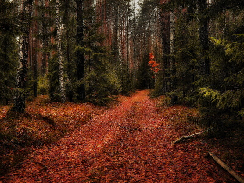 Path Through Autumn Forest — Red, Serene, Photograph, Trees, Fallen Leaves