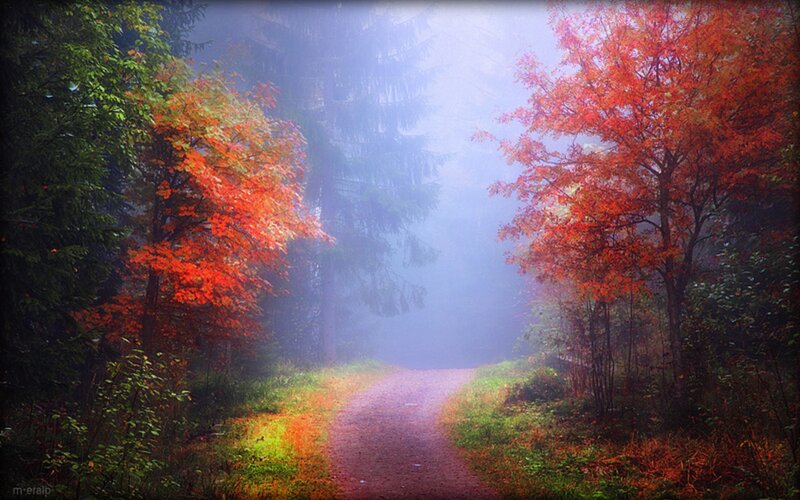 Path Through Autumn Forest — Red, Serene, Photograph, Trees, Fog, Fallen Leaves