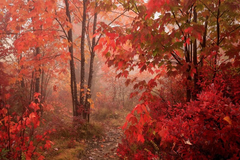 Path Through Autumn Forest — Red, Serene, Photograph, Trees, Fog, Leaves, Trail