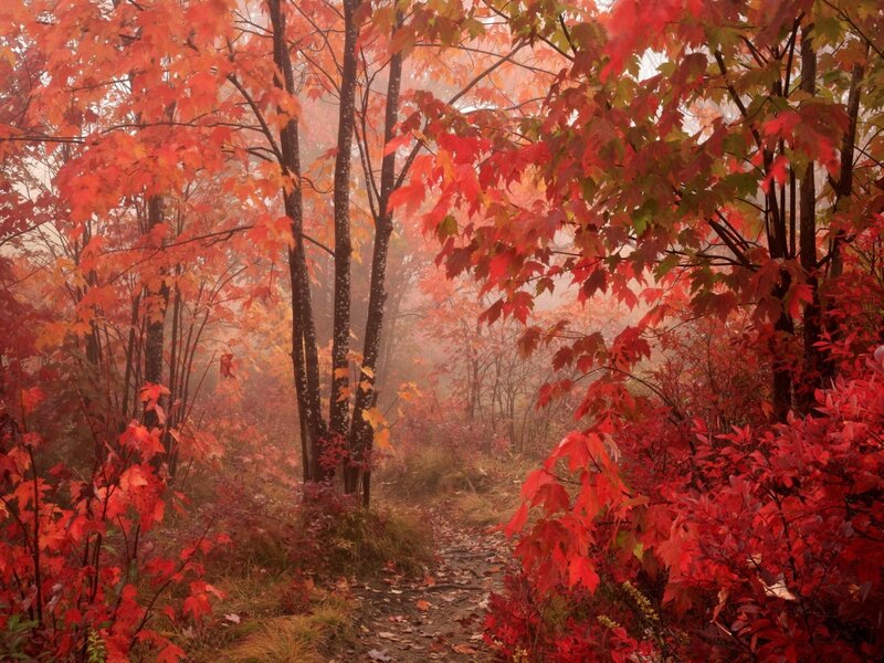 Path Through Autumn Forest — Red, Serene, Photograph, Trees, Fog