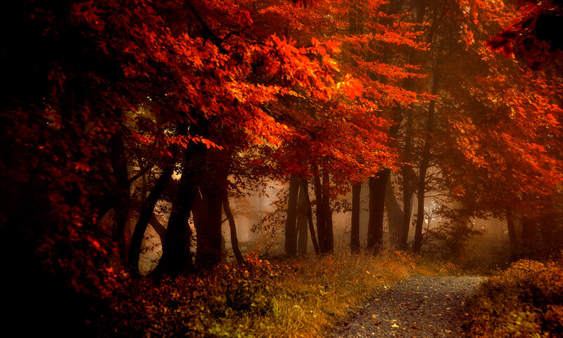 Path Through Autumn Forest — Red, Serene, Photograph, Trees, Foliage, Mist