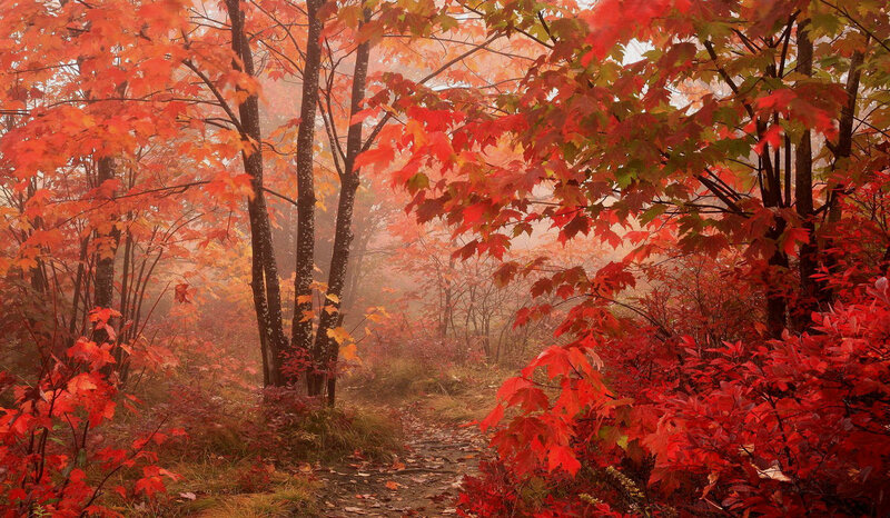 Path Through Autumn Forest — Red, Serene, Photograph, Trees, Foliage