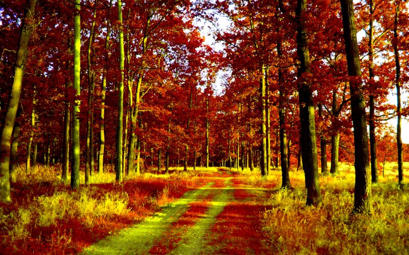 Path Through Autumn Forest — Red, Serene, Photograph, Trees, Grass