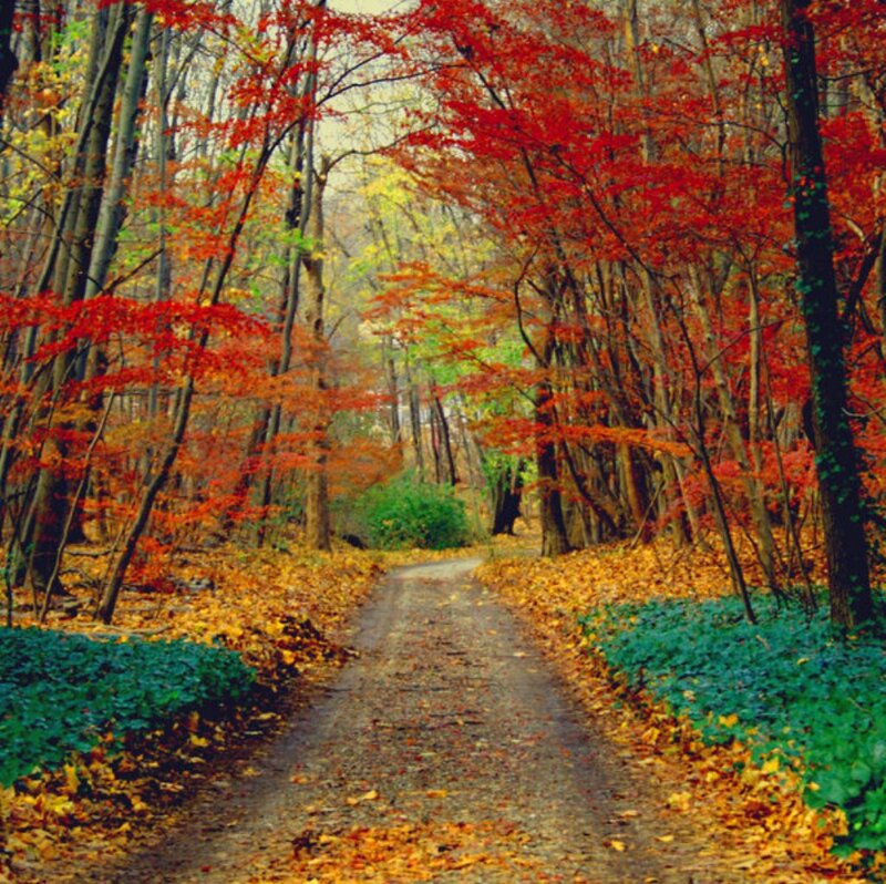 Path Through Autumn Forest — Red, Serene, Photograph, Trees, Leaves, Bushes