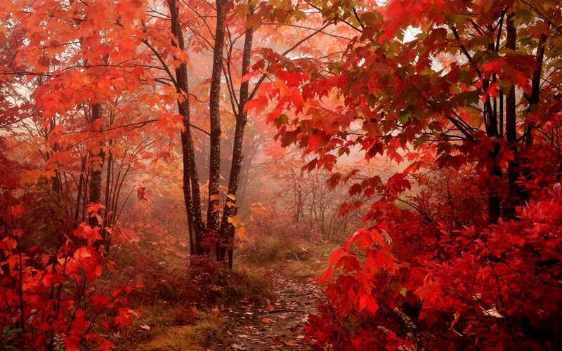 Path Through Autumn Forest — Red, Serene, Photograph, Trees, Leaves, Fog, Orange, Brown
