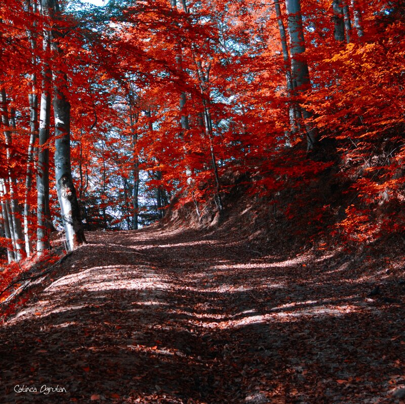 Path Through Autumn Forest — Red, Serene, Photograph, Trees, Leaves, Hill