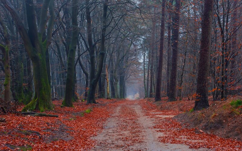 Path Through Autumn Forest — Red, Serene, Photograph, Trees, Leaves, Moss