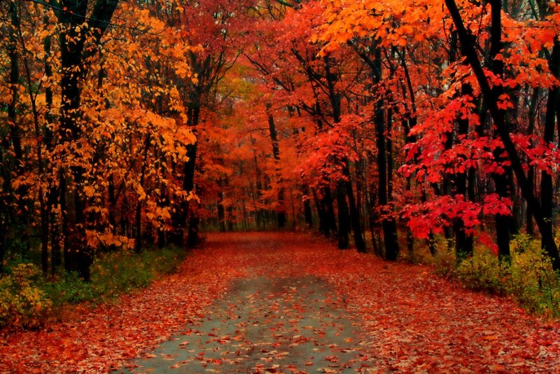 Path Through Autumn Forest — Red, Serene, Photograph, Trees, Leaves, Road