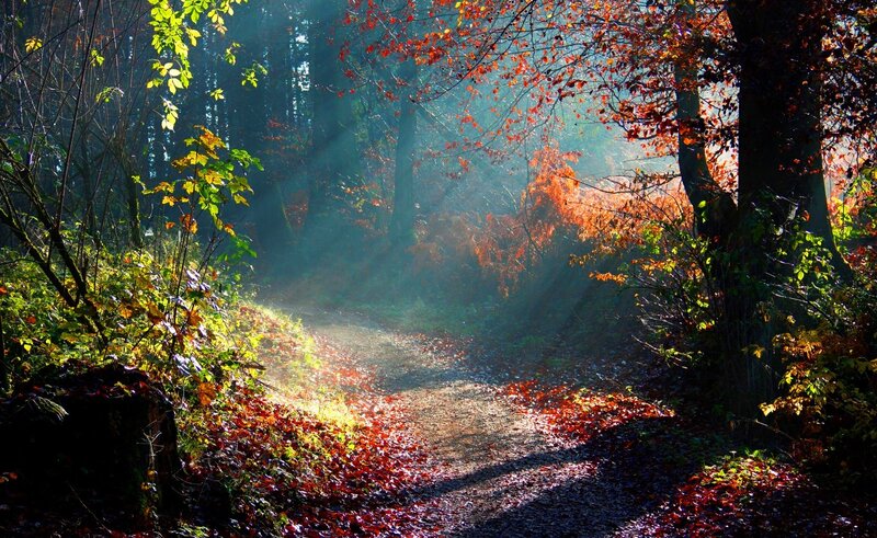 Path Through Autumn Forest — Red, Serene, Photograph, Trees, Leaves, Sunlight