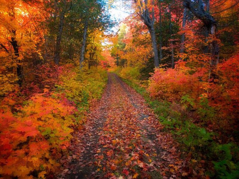 Path Through Autumn Forest — Red, Serene, Photograph, Trees, Leaves