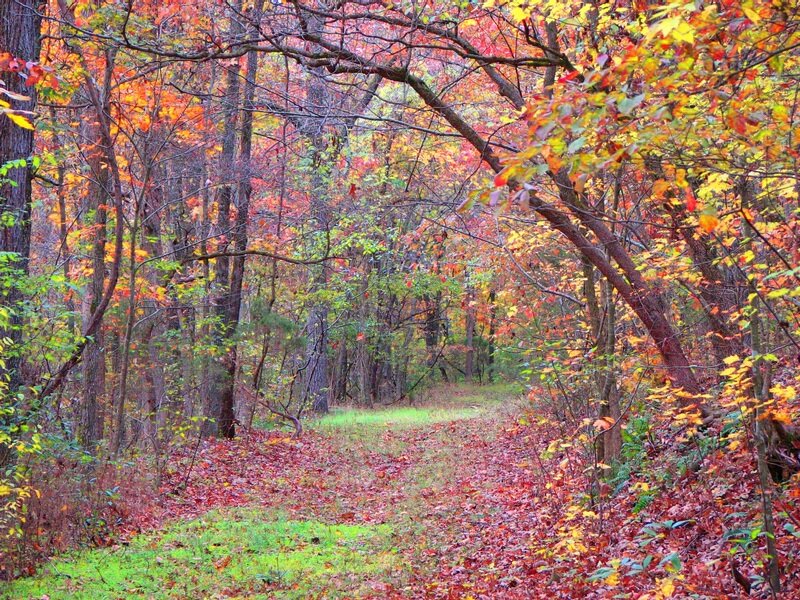 Path Through Autumn Forest — Red, Serene, Photograph, Trees, Leaves, Trail