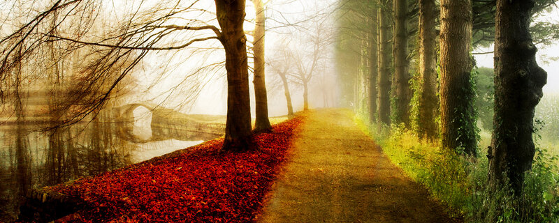 Path Through Autumn Forest — Red, Serene, Photograph, Trees, River