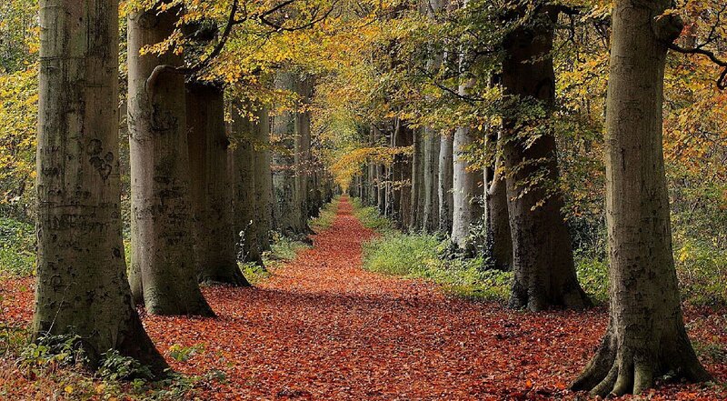 Path Through Autumn Forest — Red, Serene, Photograph, Trees