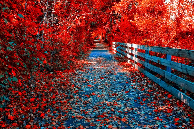 Path Through Autumn Forest — Red, Serene, Photograph, Wooden Fence