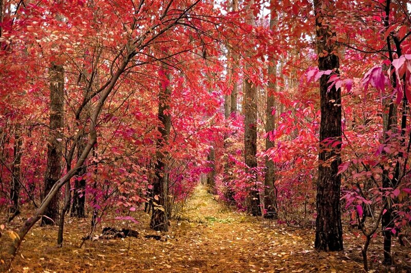Path Through Autumn Forest — Red