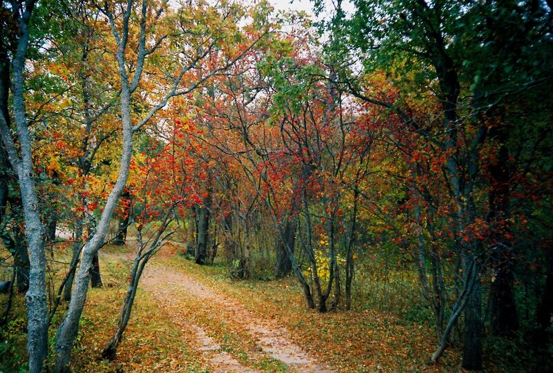 Path Through Autumn Forest — Red, Trees