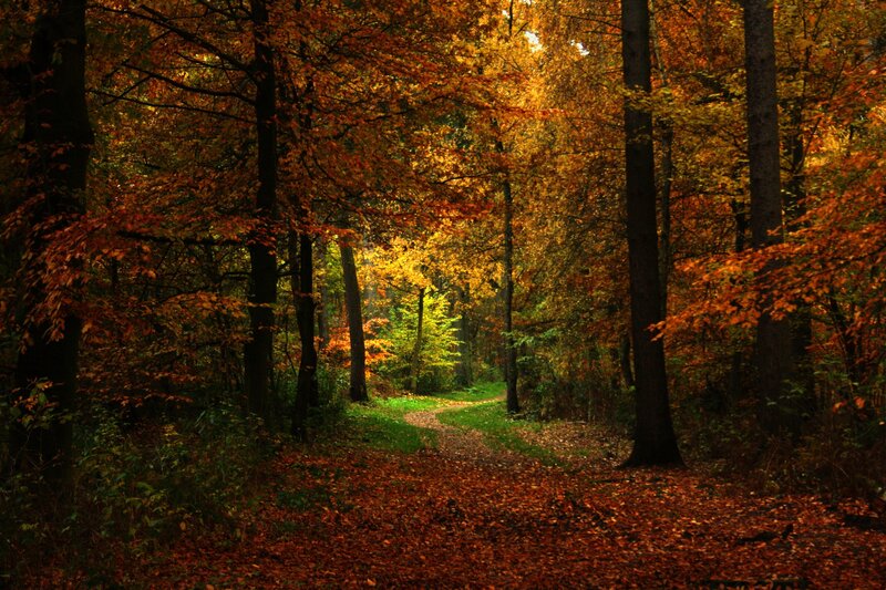 Path Through Autumn Forest — Serene, Brown