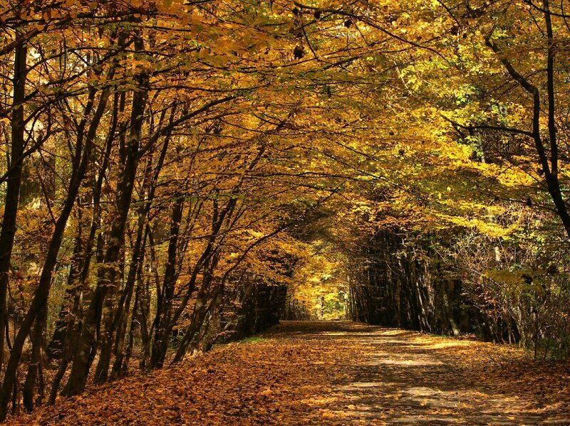 Path Through Autumn Forest — Serene, Green