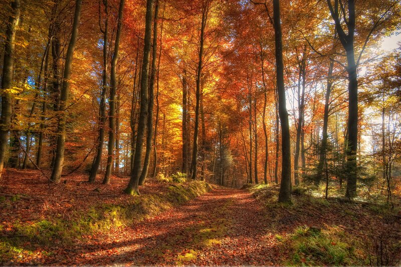 Path Through Autumn Forest — Serene, Trees