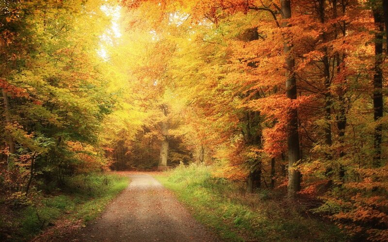 Path Through Autumn Forest — Sunlight, Green