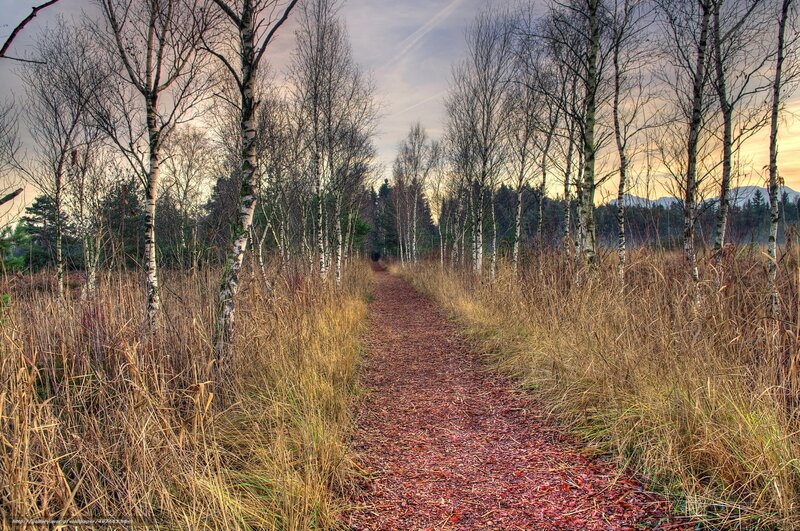Path through autumn forest