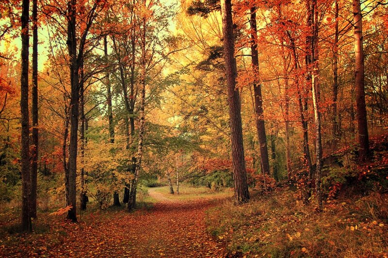 Path Through Autumn Forest — Trees, Leaves