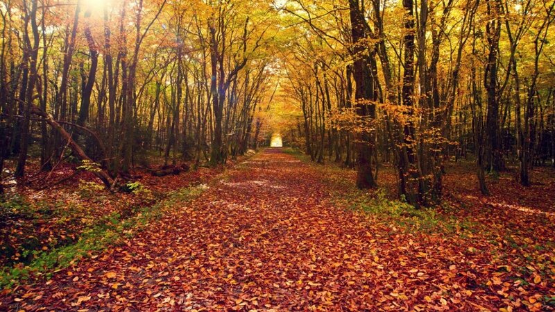 Path Through Autumn Forest — Trees, Sunlight
