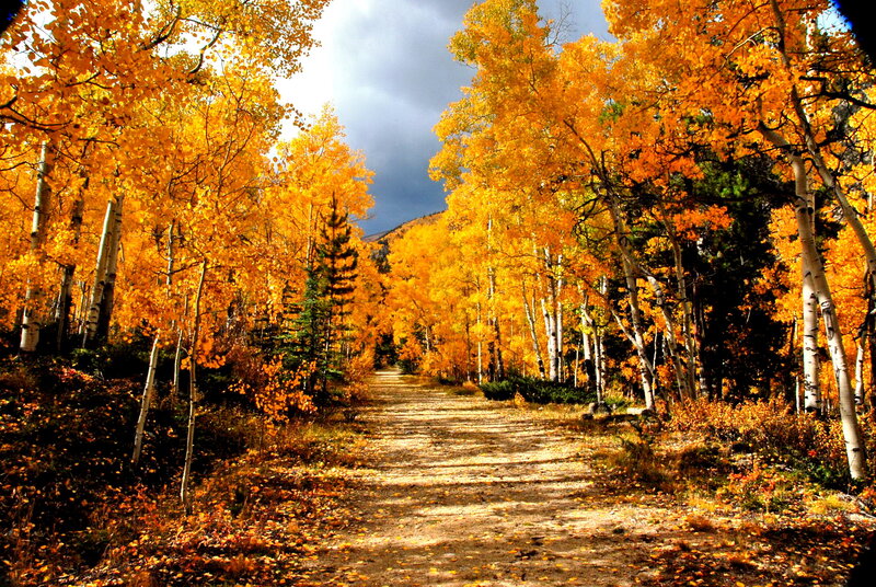 Path Through Autumn Forest — Yellow, Dramatic