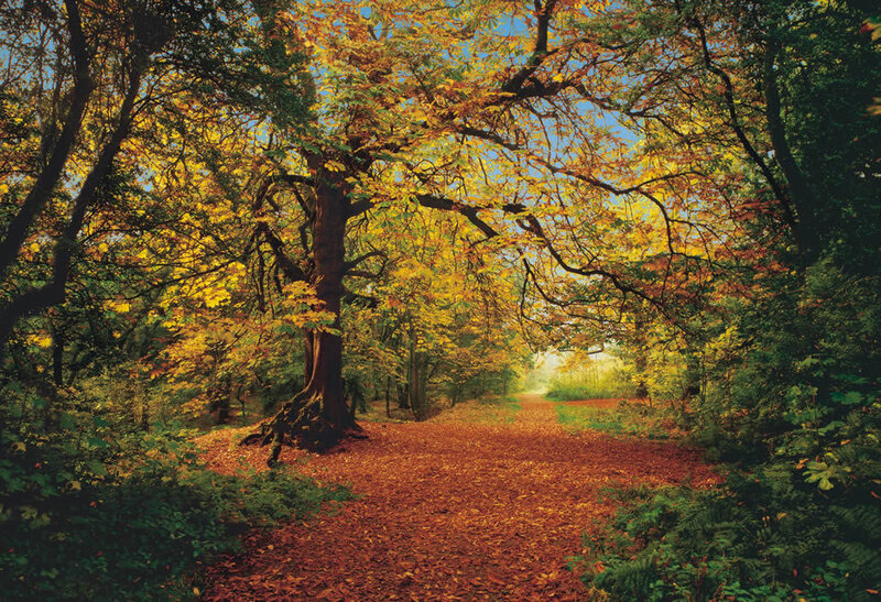 Path Through Autumn Forest — Yellow, Fallen Leaves