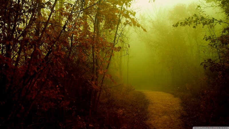 Path Through Autumn Forest — Yellow, Misty