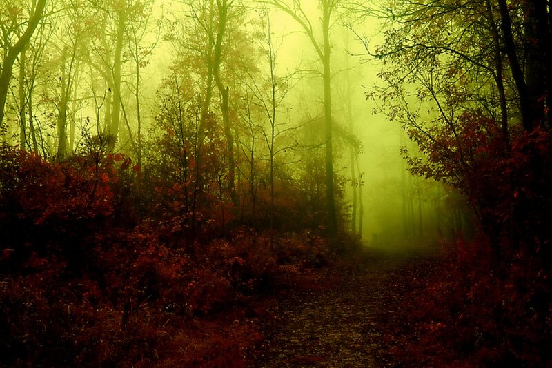 Path Through Autumn Forest — Yellow, Mysterious, Photograph