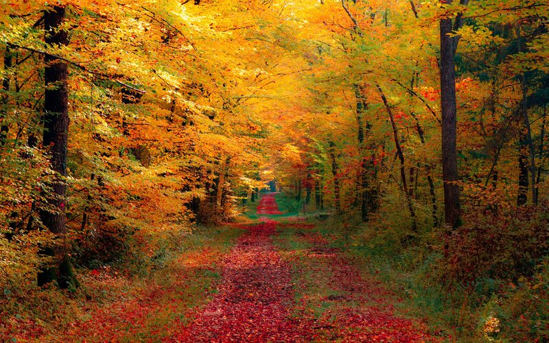 Path Through Autumn Forest — Yellow, Red
