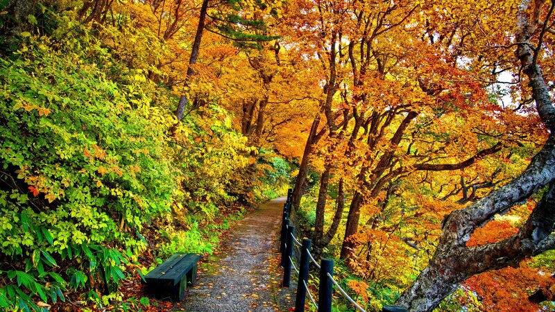 Path Through Autumn Forest — Yellow, Serene, Photograph, Bench, Fence