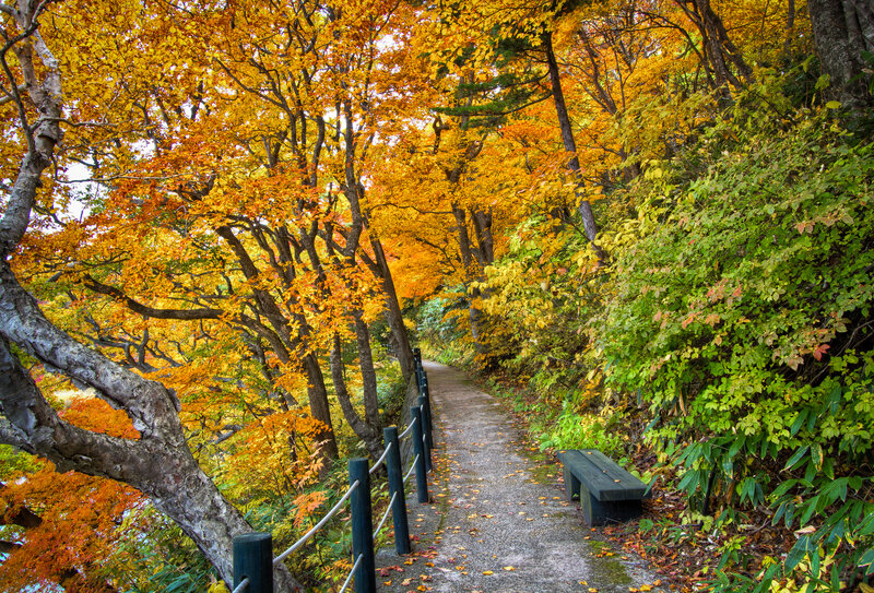 Path Through Autumn Forest — Yellow, Serene, Photograph, Bench