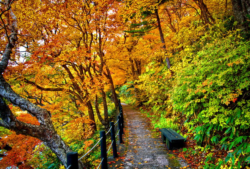 Path Through Autumn Forest — Yellow, Serene, Photograph, Bench, Trees
