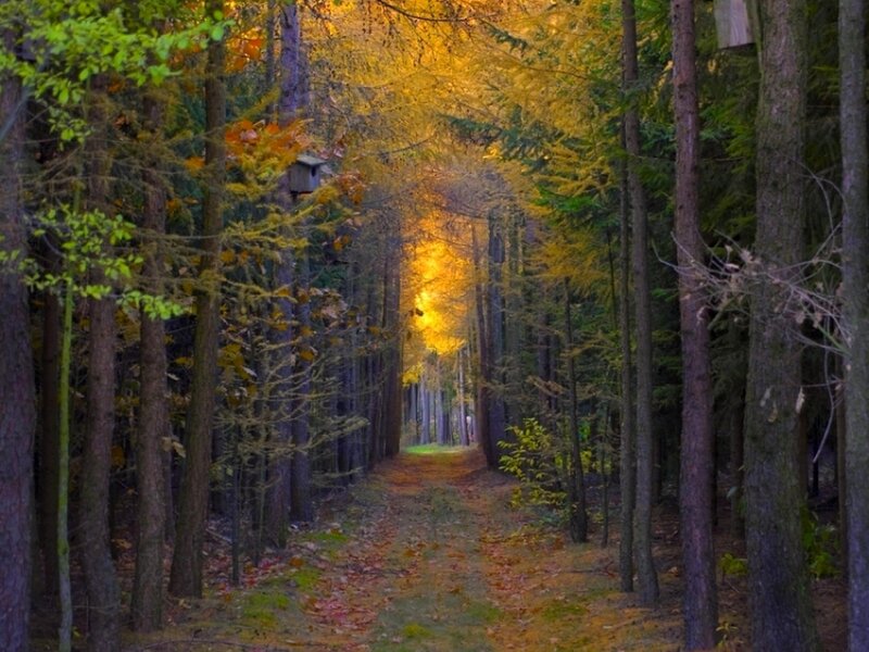 Path Through Autumn Forest — Yellow, Serene, Photograph