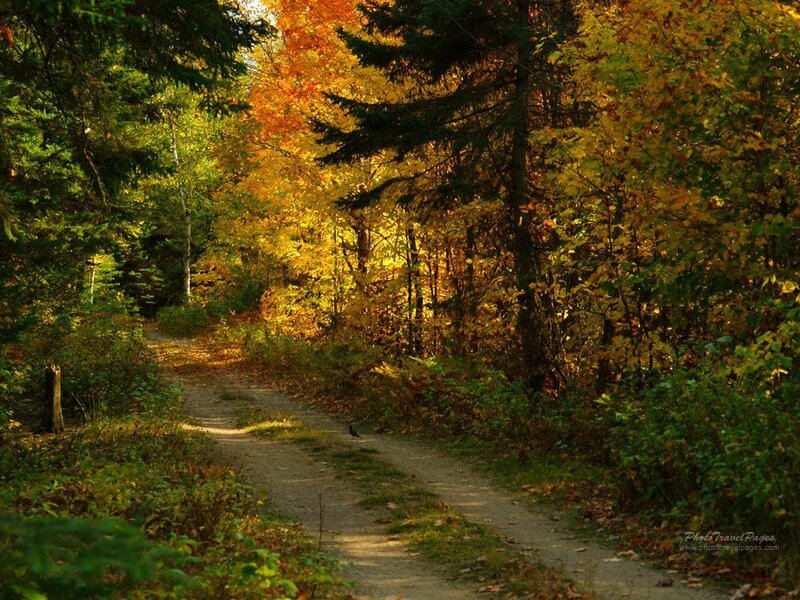 Path Through Autumn Forest — Yellow, Serene, Photograph, Trees, Bird