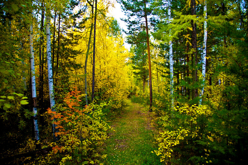 Path Through Autumn Forest — Yellow, Serene, Photograph, Trees, Fall Foliage