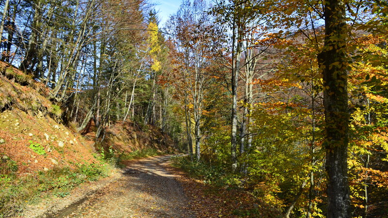 Path Through Autumn Forest — Yellow, Serene, Photograph, Trees, Fallen Leaves, Hillside