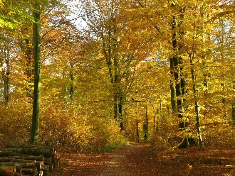 Path Through Autumn Forest — Yellow, Serene, Photograph, Trees, Fallen Leaves, Logs