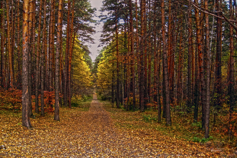Path Through Autumn Forest — Yellow, Serene, Photograph, Trees, Fallen Leaves, Sky