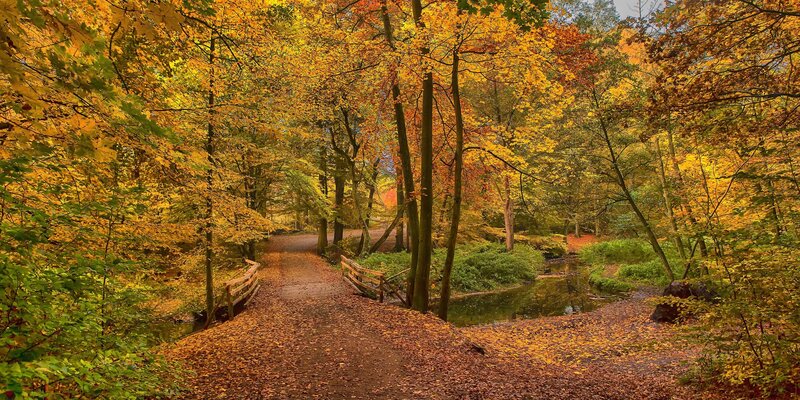Path Through Autumn Forest — Yellow, Serene, Photograph, Trees, Fallen Leaves, Stream