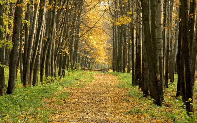 Path Through Autumn Forest — Yellow, Serene, Photograph, Trees, Fallen Leaves, Sunlight, Green, Brown