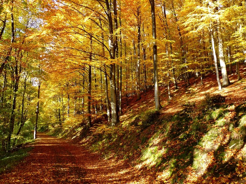 Path Through Autumn Forest — Yellow, Serene, Photograph, Trees, Fallen Leaves, Sunlight