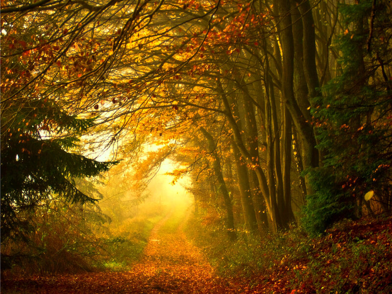 Path Through Autumn Forest — Yellow, Serene, Photograph, Trees, Fallen Leaves