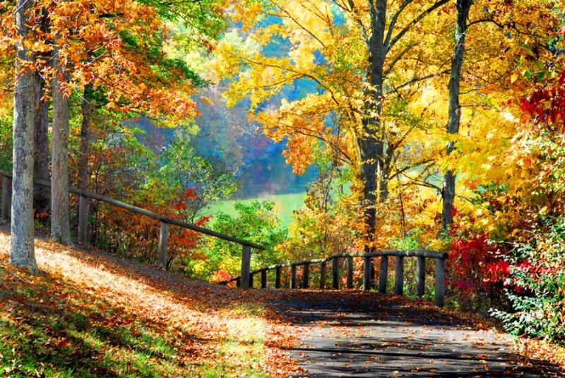 Path Through Autumn Forest — Yellow, Serene, Photograph, Trees, Fallen Leaves, Wooden Railing