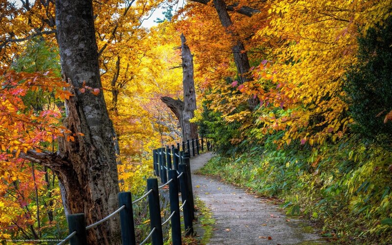 Path Through Autumn Forest — Yellow, Serene, Photograph, Trees, Fence, Fallen Leaves