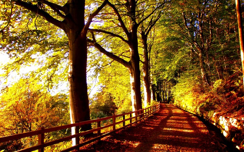 Path Through Autumn Forest — Yellow, Serene, Photograph, Trees, Fence, Leaves