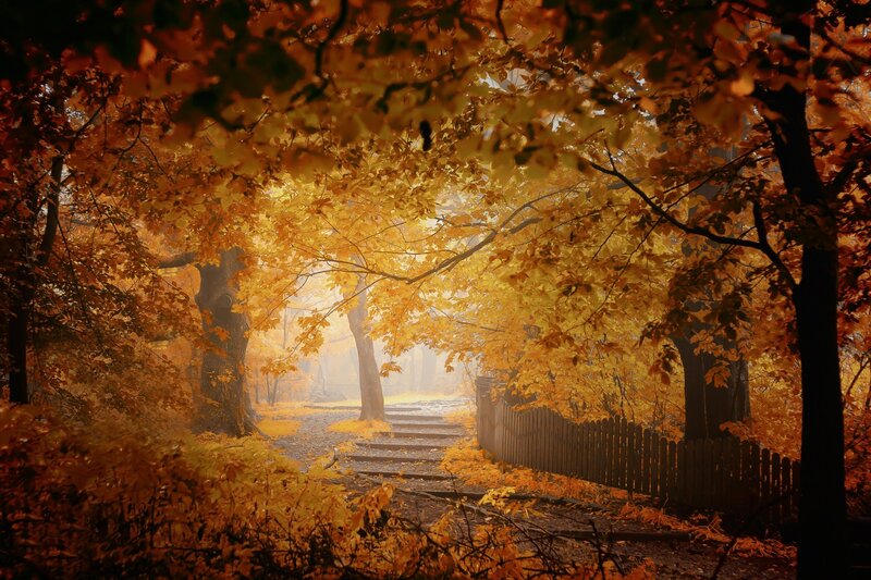 Path Through Autumn Forest — Yellow, Serene, Photograph, Trees, Fence, Stairs