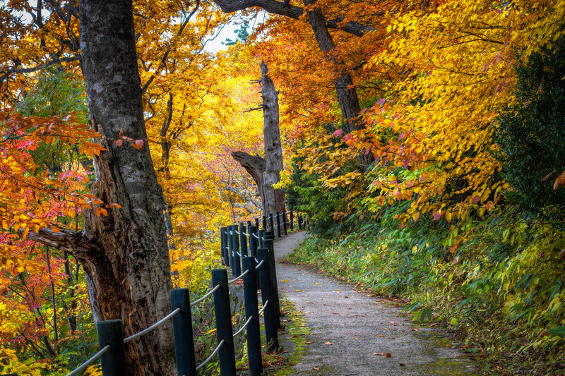 Path Through Autumn Forest — Yellow, Serene, Photograph, Trees, Fence